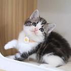 哪里有曼基康矮脚猫卖的 多少钱  矮脚猫成年多重