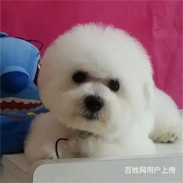 红河正规比熊犬舍地点联系方式的图片