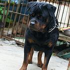 玉林本地罗威纳犬舍，本地罗威纳在哪里