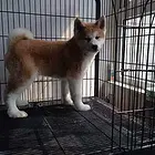 白山哪里有卖秋田 秋田哪家靠谱