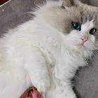 【搞定了！】家养布偶猫弟弟，两岁多，未节育，疫苗驱虫已做