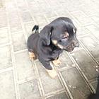 中华田园犬
