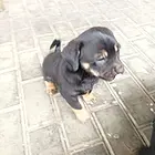 中华田园犬