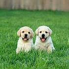 纯种拉布拉多幼犬 CKU认证绝对保障