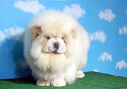 通辽松狮犬价格肉嘴松狮高品质松狮犬签保障协议