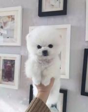 唐山博美多少钱一只 纯种博美犬 哈多利博美 博美犬