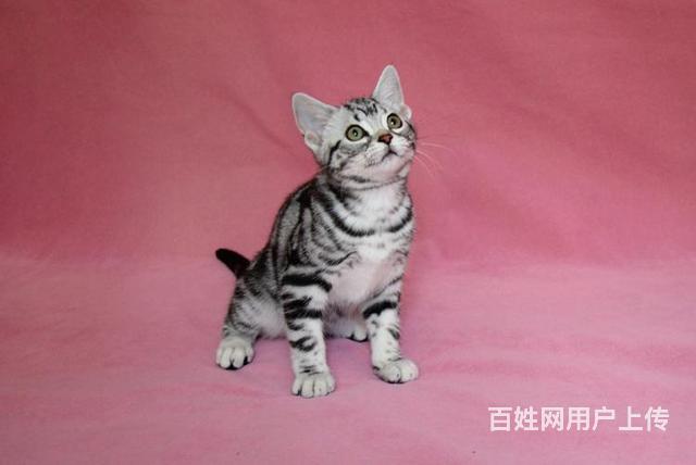 西宁美短猫舍位置 本地美短猫舍地址在哪儿的图片