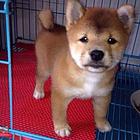 玉溪哪里有卖柴犬的实体店可以上门看？