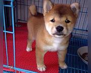 池州想买柴犬的幼犬 哪里有卖柴犬多少钱一只