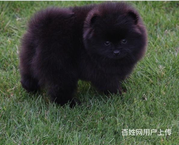 通辽上哪家店可以买到博美 买博美一只需要多少钱的图片