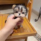 本地犬舍出售小体纯种茶杯犬约克夏保健康签协议