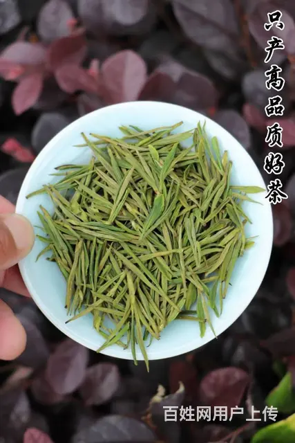 只产高品质好茶 小戴白茶 安吉白茶 黄金芽的图片