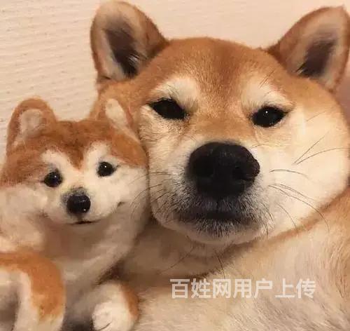 【图 柴犬多少钱哪里能买到柴犬柴犬哪里有卖 荆州监利狗狗