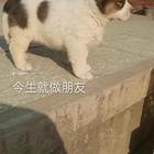 中亚牧羊犬