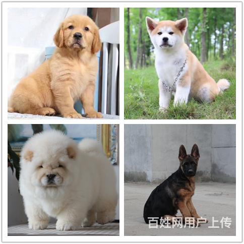 安康卖狗的地方哪里的狗狗健康的图片