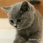 河南开封双血统英短蓝猫猫舍直销