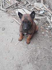 爆红马犬一窝公母都有