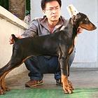 杜宾犬价格_德系杜宾_杜宾犬多少钱_杜宾犬图片