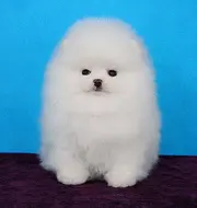博美犬 纯种博美犬 专业繁殖博美犬 签署协议