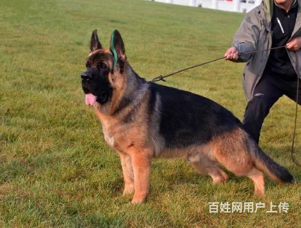 大骨架头版好德国牧羊犬赛系锤系都有签协议质保