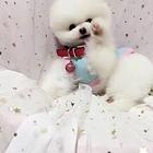 出售纯种球体博美幼犬 茶杯俊介杰宠物狗活体