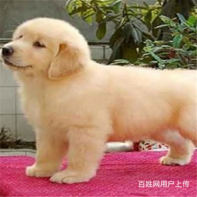 昌吉如何挑选好看的金毛 金毛怎么挑选技巧的图片