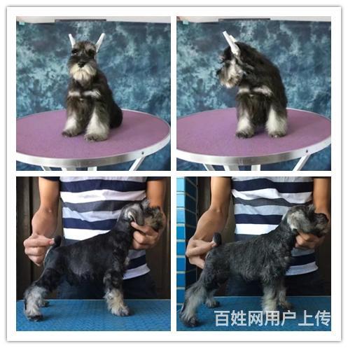 黑银 椒盐 纯白色雪纳瑞 三到五个月的都有 品质健的图片