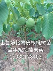 出售嫁接薄皮核桃苗 红枣苗 及绿华苗