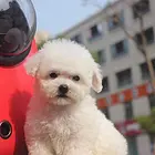 白山比熊狗场地址 比熊狗场位置