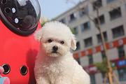 通辽哪里有比熊卖 比熊犬舍信息