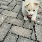 旺财到你家