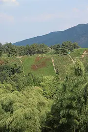 高温持续 触目惊心 安吉白茶