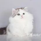 河南三门峡双血统矮脚猫多少钱