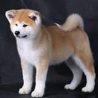 纯种秋田犬 忠诚是我本性 专业繁殖纯种秋田犬。