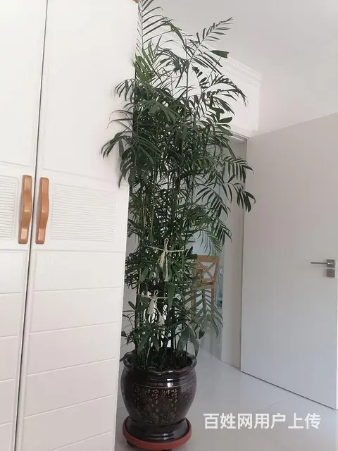 夏威夷竹子便宜卖的图片