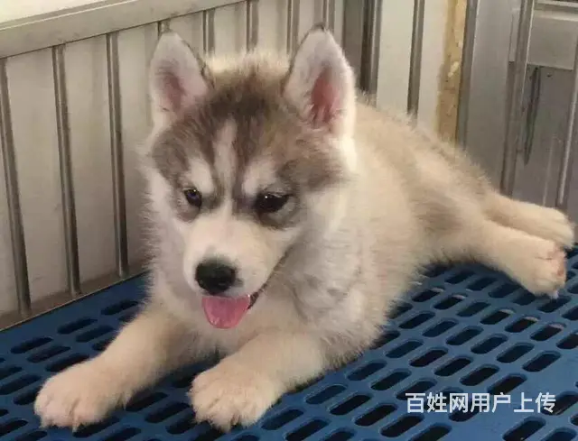 黄石卖哈士奇的养殖场，养殖场哈士奇一般卖多少钱的图片