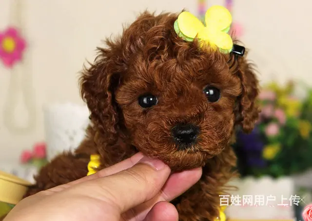 精品小玩具泰迪,毛量大,娃娃脸,颜色深红品相绝佳的图片
