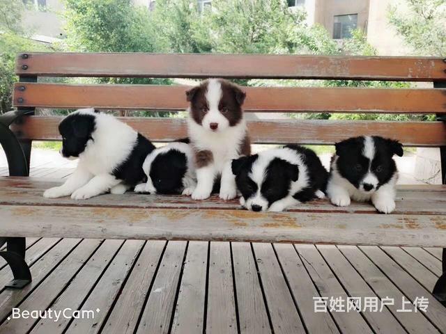 烟台边牧市场价位 边牧一般多少钱呢的图片