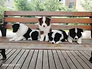 池州哪里有卖边牧犬，边牧犬市场价格