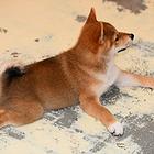 克孜勒苏哪里有高品质纯种柴犬幼犬出售 自家犬舍繁育