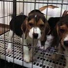曲靖卖比格的地址在哪，卖比格的犬舍在哪