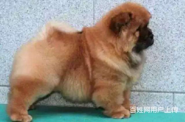 纯种肉嘴松狮幼犬多窝出售公母均有 签保障协议的图片