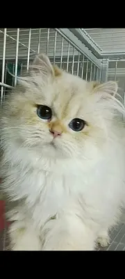 纯血线金典借配