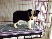 鞍山边牧养殖户 繁殖边牧幼犬的地址