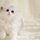 哪里有折耳猫卖的 无病无廯 双血统折耳猫多少钱