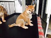 长春【*推荐】柴犬犬舍‖柴犬养殖场