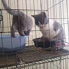 转让出售自家小蓝猫