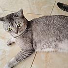 猫猫送人