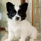 【货到付款】宜昌蝴蝶犬多少钱一只 蝴蝶犬血统好吗