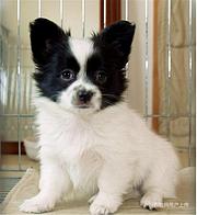 【货到付款】通辽蝴蝶犬多少钱一只 蝴蝶犬血统好吗
